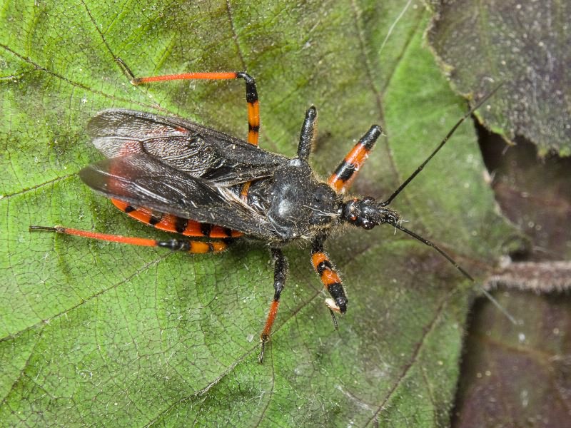 Rhynocoris annulatus (Linnaeus, 1758)